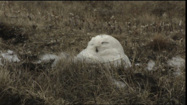 Snowy Owl - ML425350