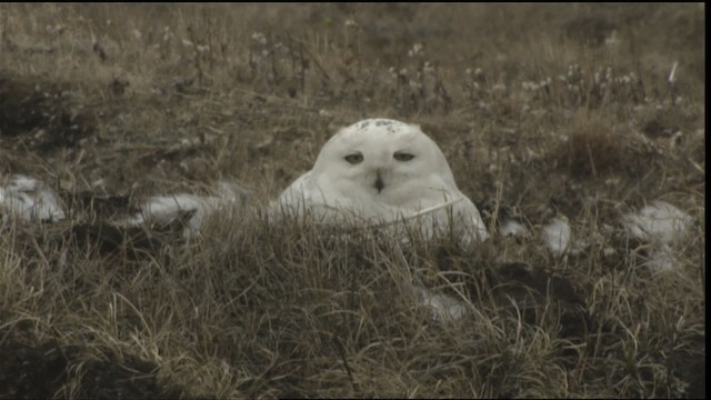 Snowy Owl - ML425351