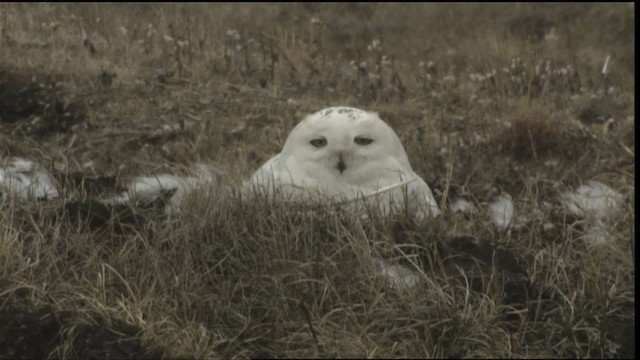 Harfang des neiges - ML425351