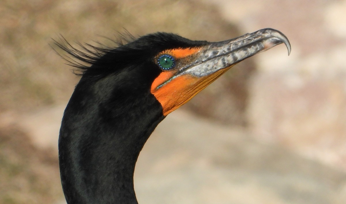 Double-crested Cormorant - Lauri Taylor