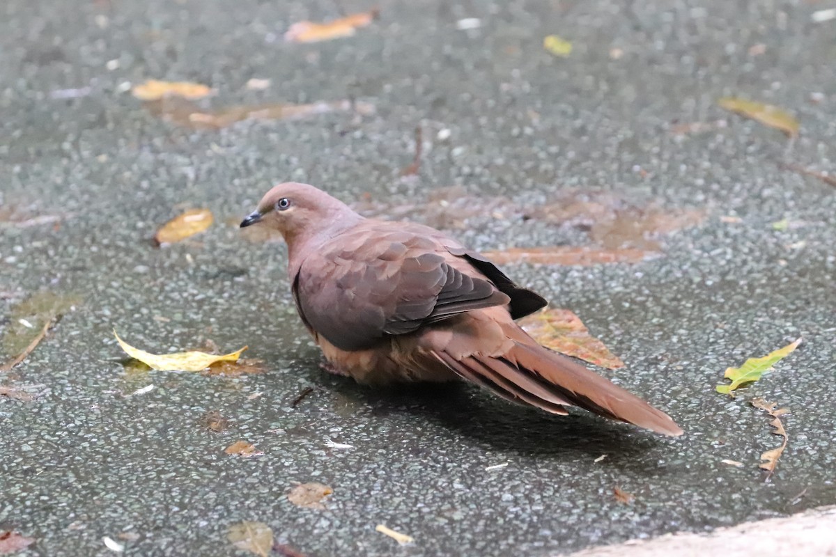 Brown Cuckoo-Dove - Lorix Bertling