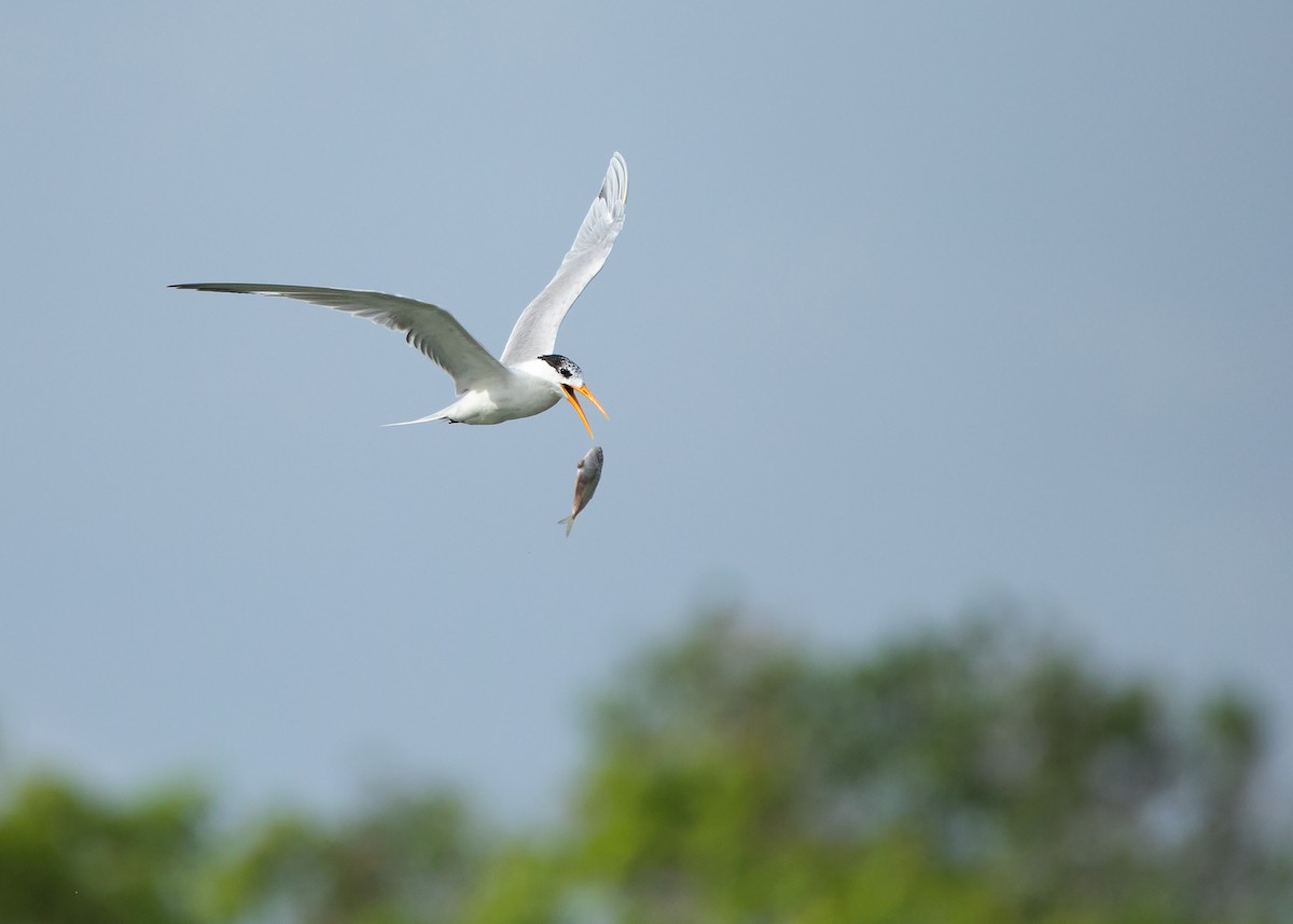 Lesser Crested Tern - ML425352241