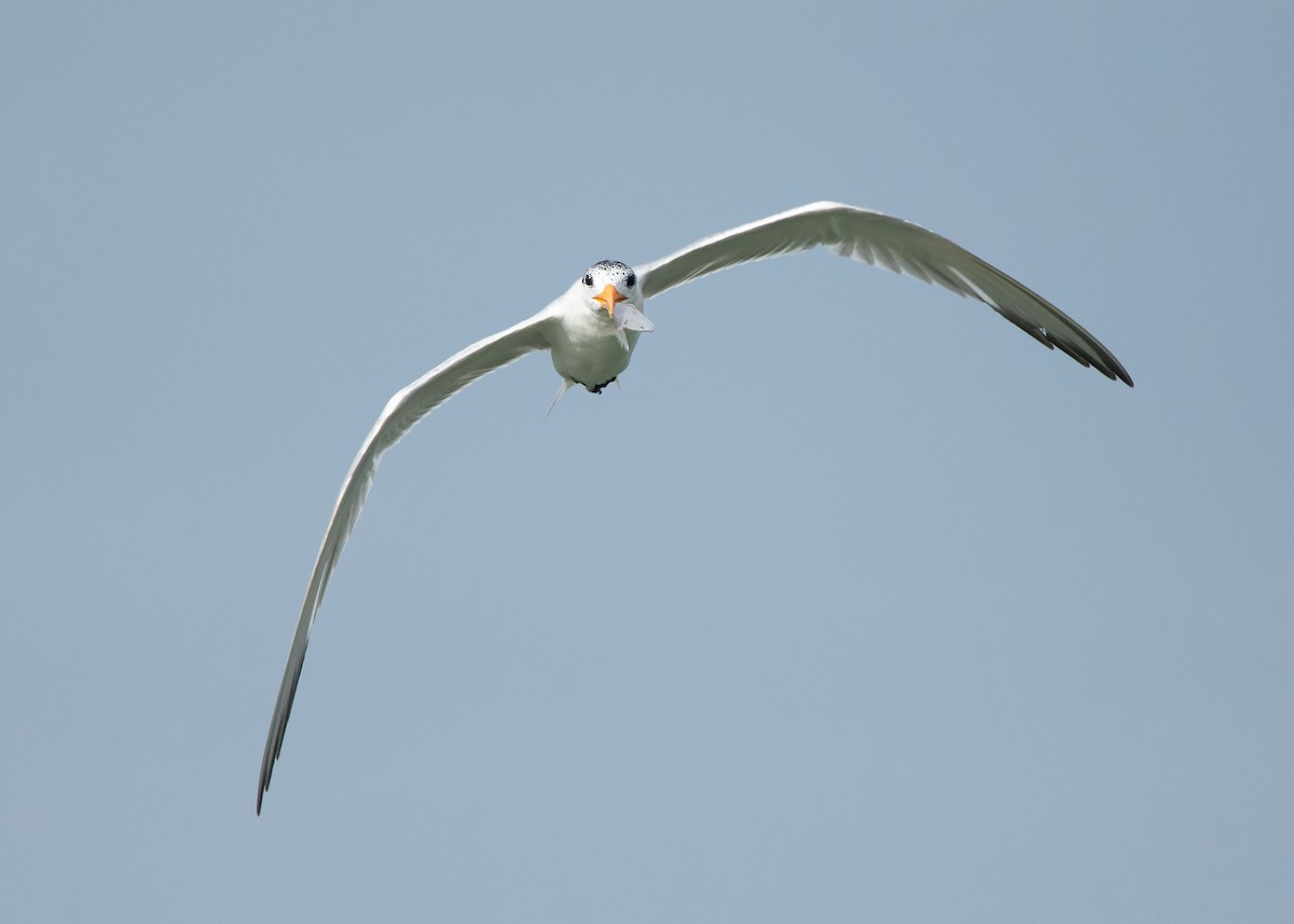 Lesser Crested Tern - ML425352261