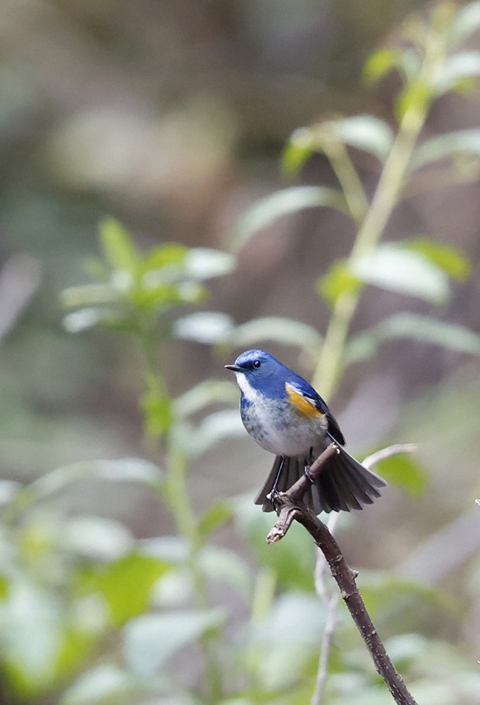 Red-flanked/Himalayan Bluetail - ML425353001
