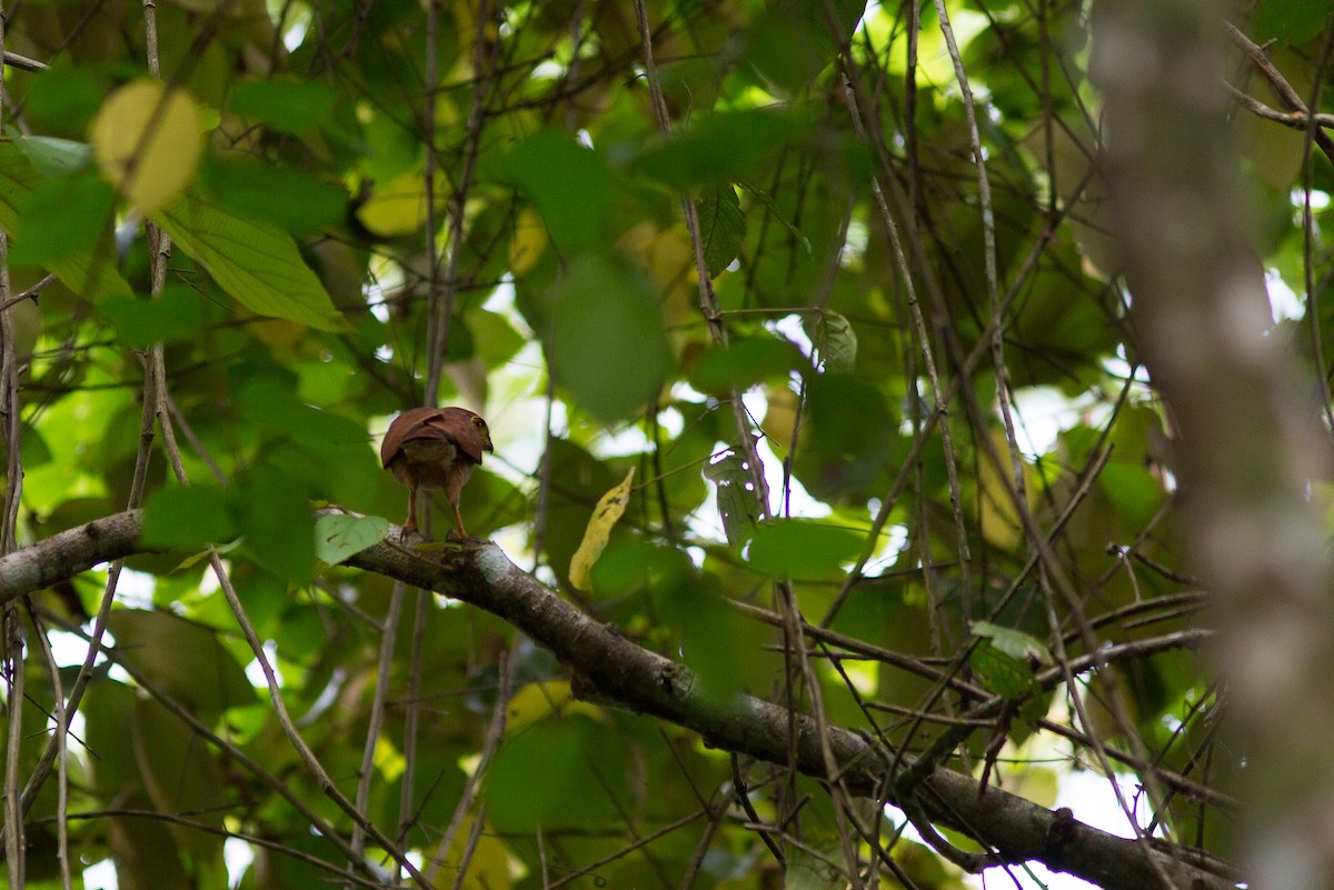 Tiny Hawk - David Disher