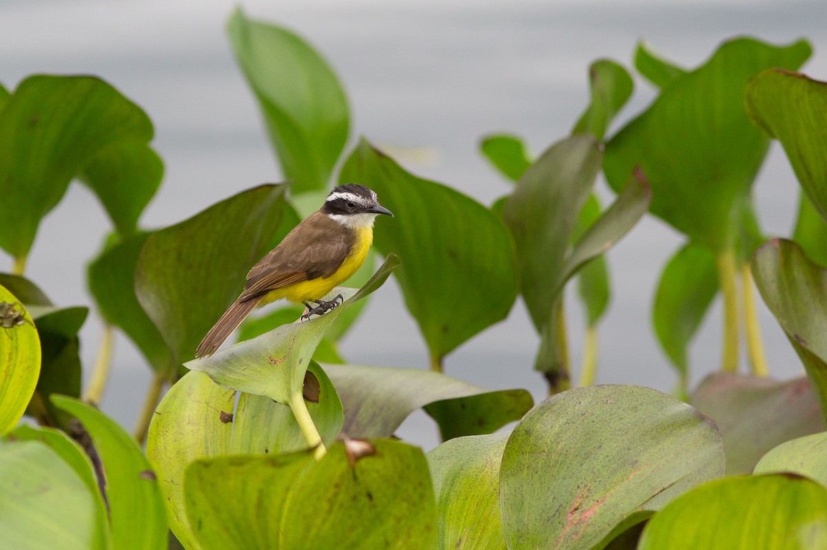 Lesser Kiskadee - ML42535371