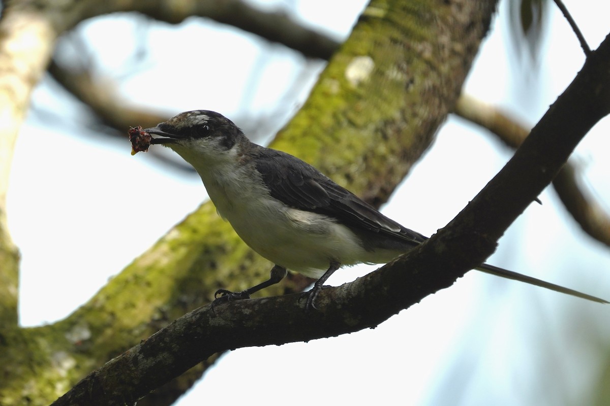 Minivet Ceniciento - ML425354981