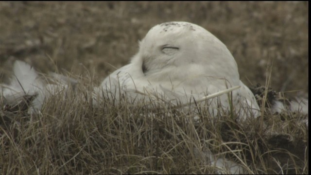 Snowy Owl - ML425355