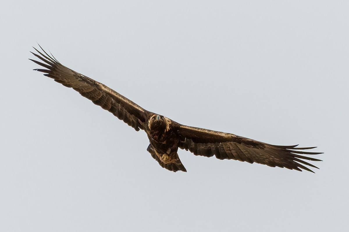 orel skalní - ML425355751