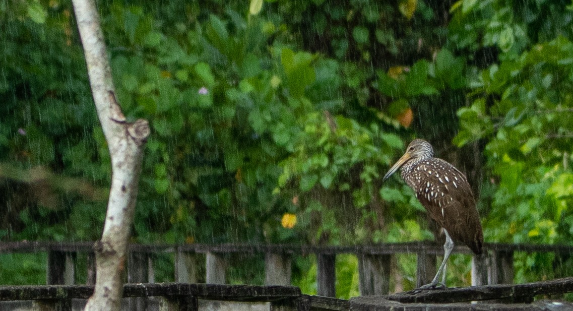 Limpkin - ML425355891