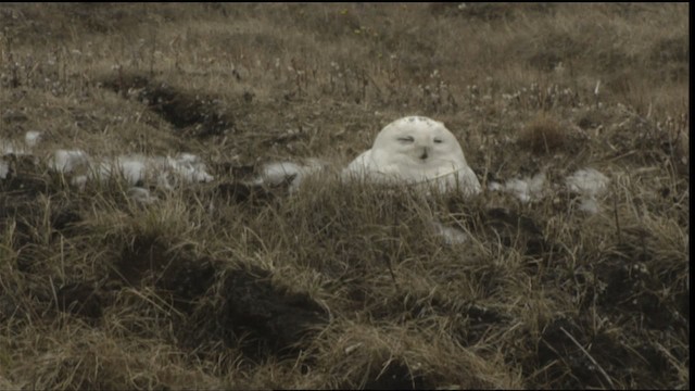 Snowy Owl - ML425356