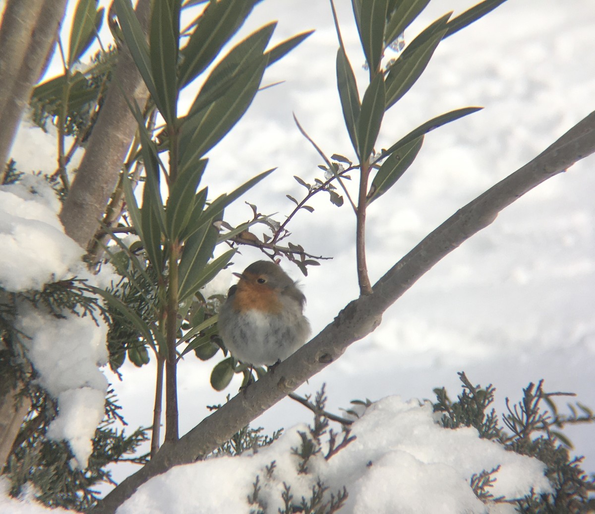 European Robin - ML425356601