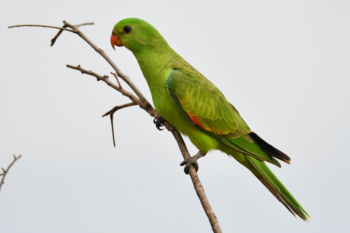 Red-winged Parrot - Alfred & Hidi Lau