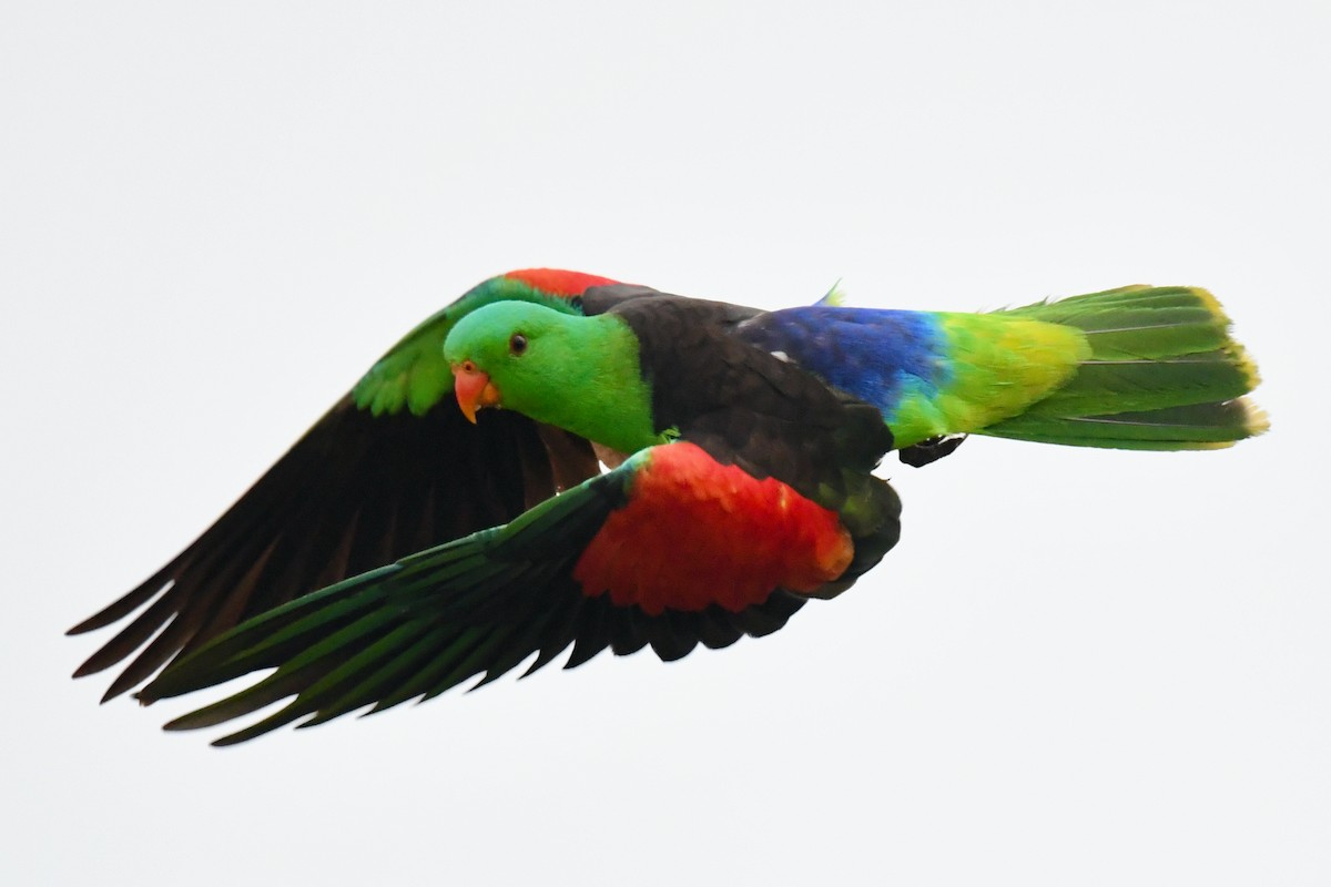 Red-winged Parrot - ML425357191