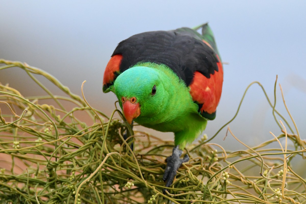 Red-winged Parrot - Alfred & Hidi Lau