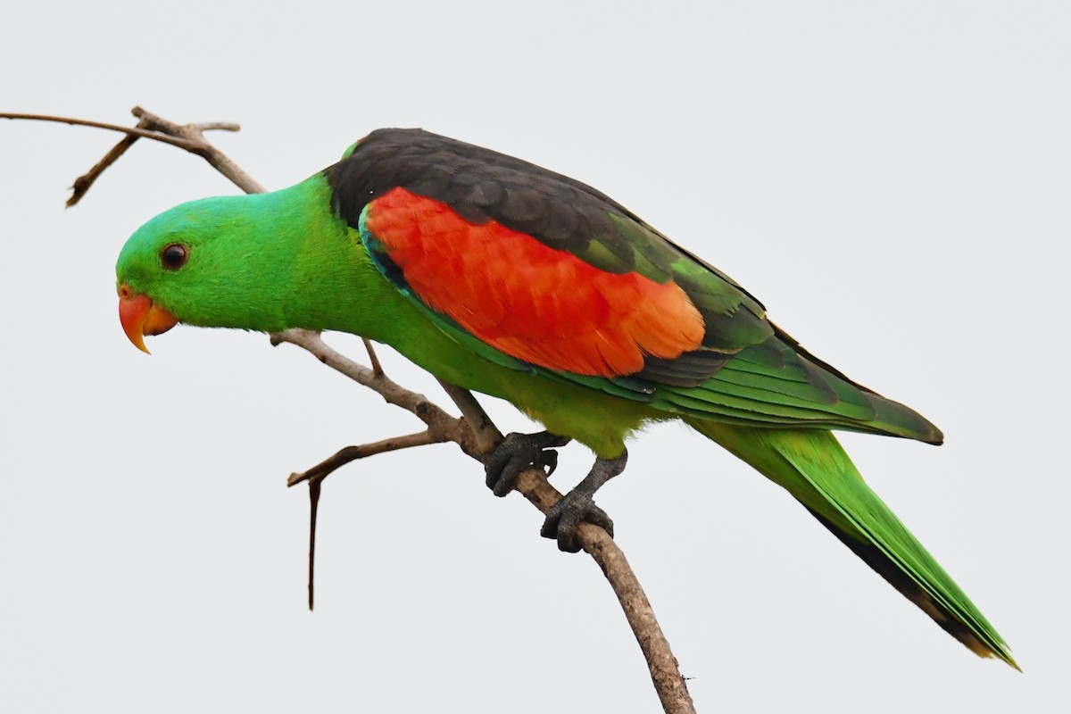 Red-winged Parrot - Alfred & Hidi Lau