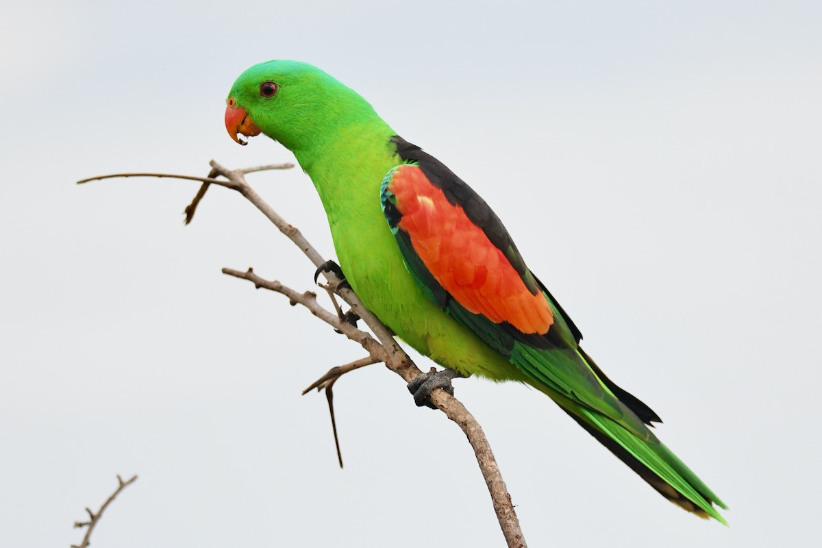 Red-winged Parrot - Alfred & Hidi Lau