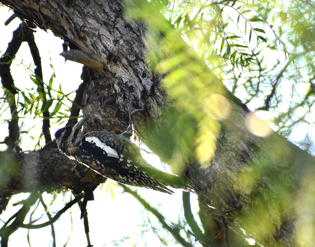 Yellow-bellied Sapsucker - ML425357491