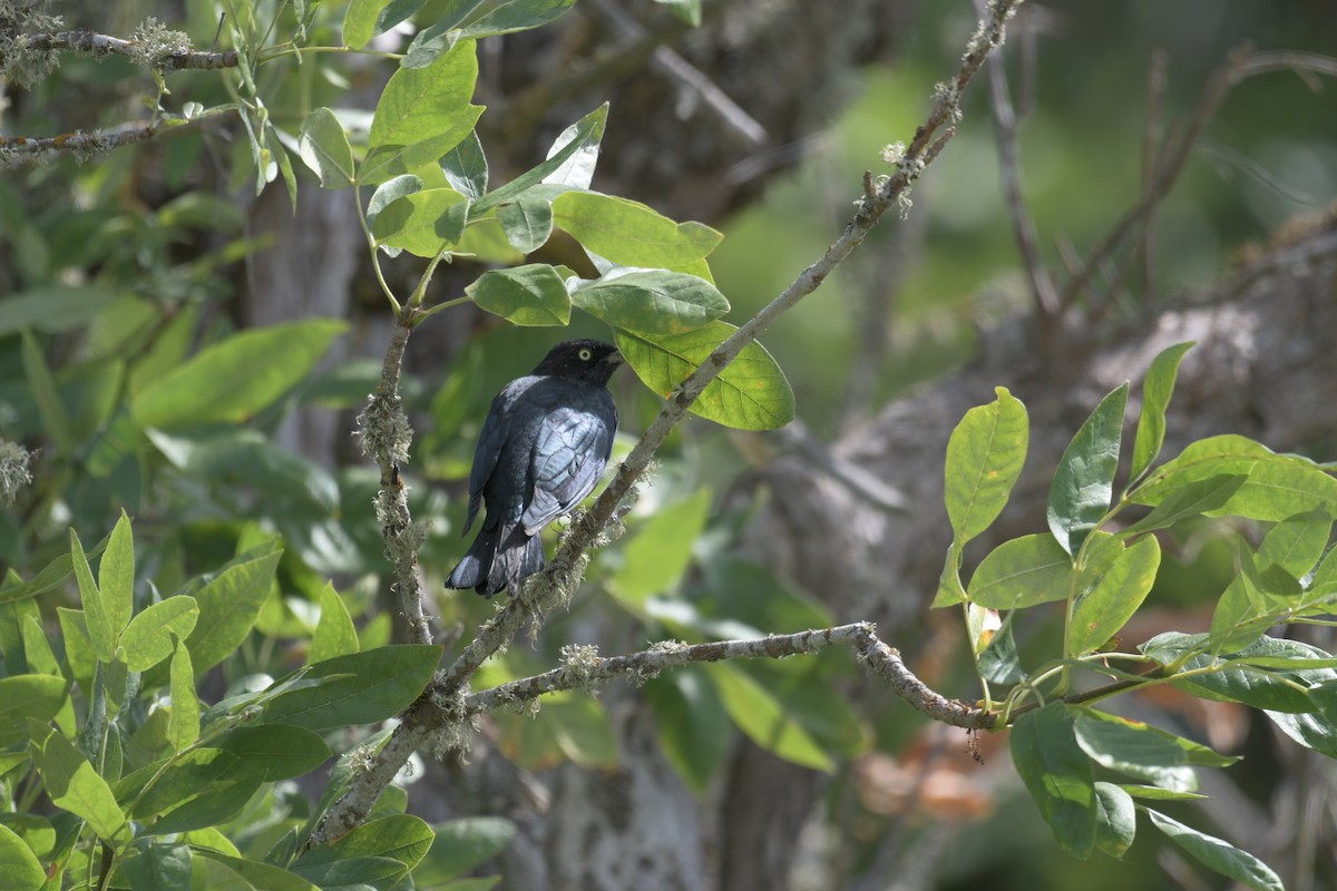 Brewer's Blackbird - ML425359161