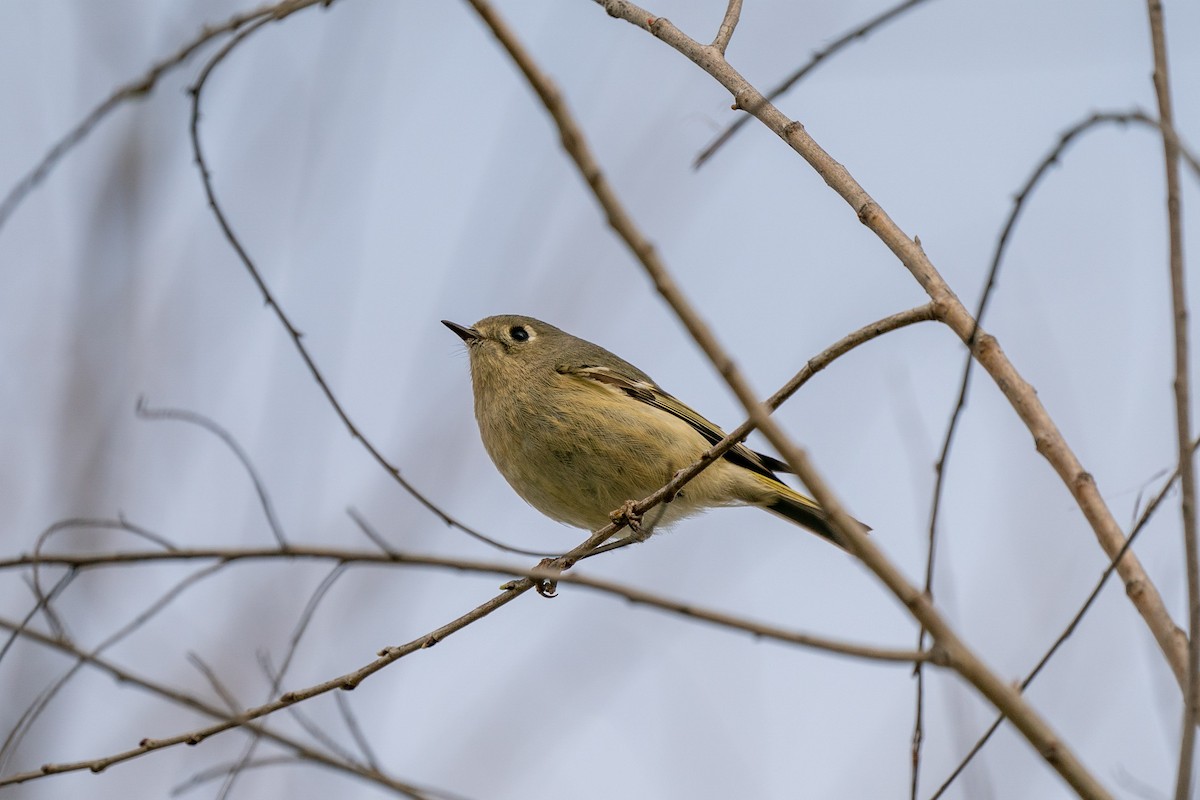 Roitelet à couronne rubis - ML425359181