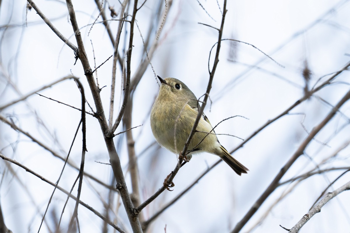 Ruby-crowned Kinglet - ML425359191