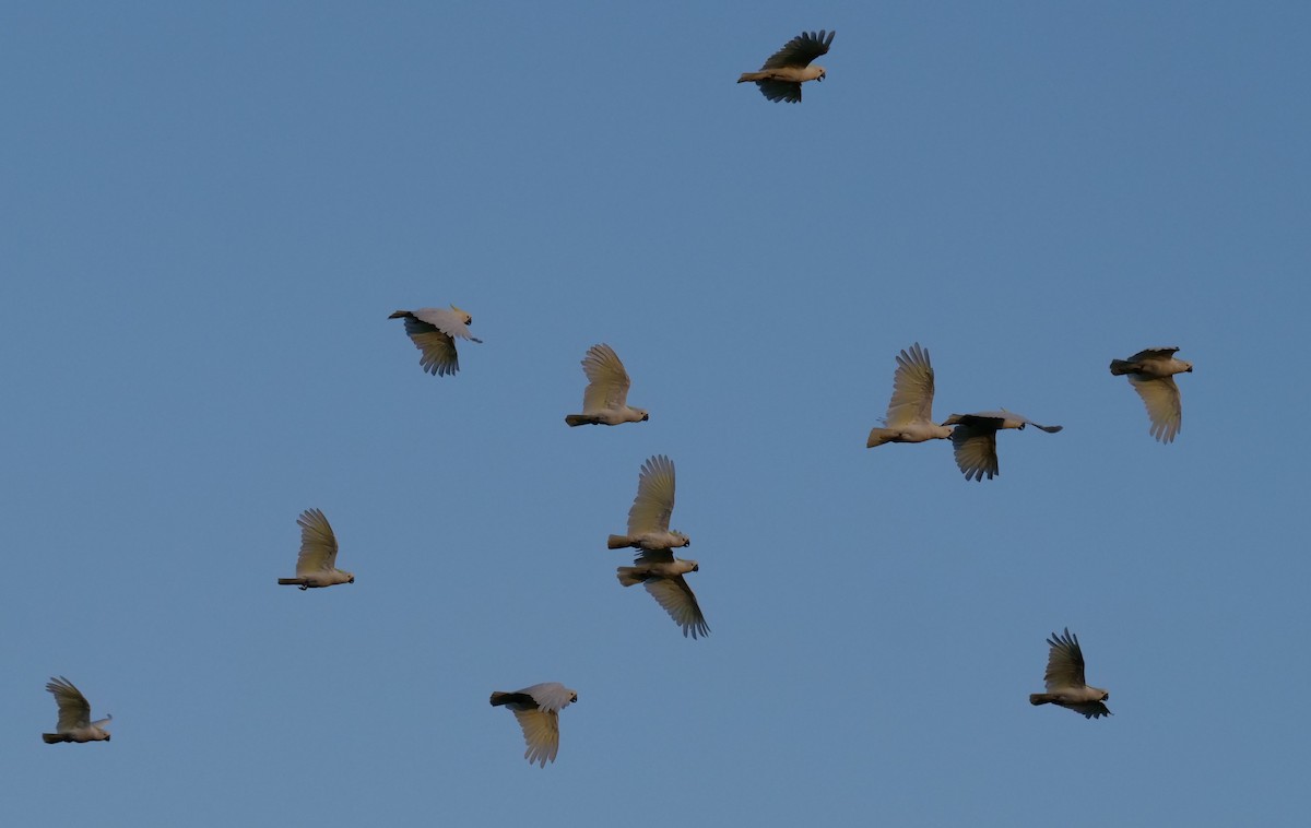 葵花鳳頭鸚鵡 - ML425360251