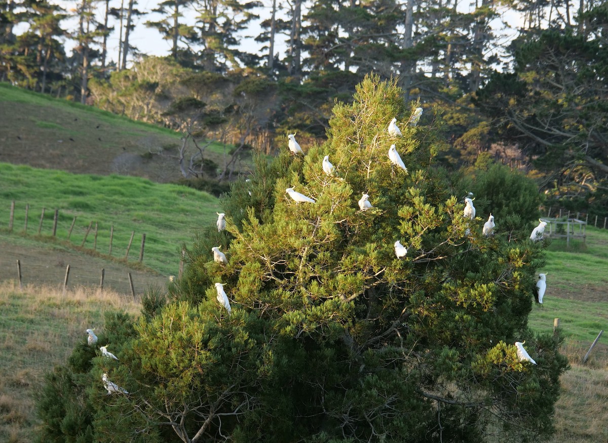 Sulphur-crested Cockatoo - ML425360301