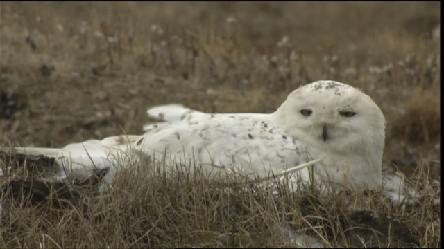 Snowy Owl - ML425362