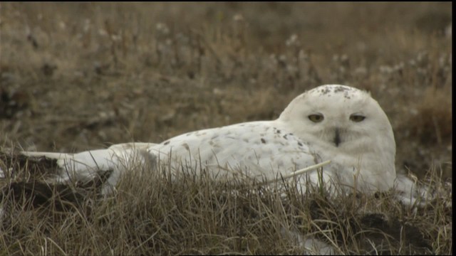 Snowy Owl - ML425363