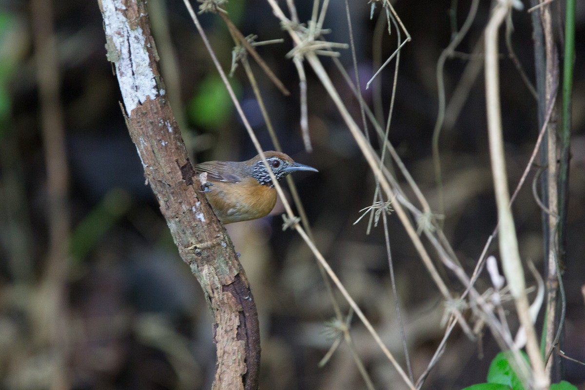 Rufous-breasted Wren - ML42536361