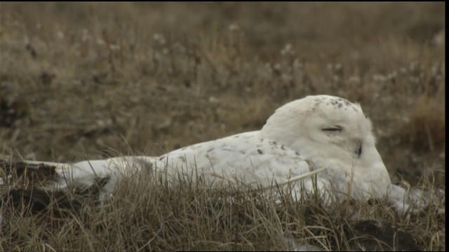 Snowy Owl - ML425364