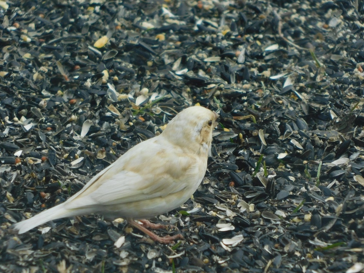 Purple Finch - ML425365421