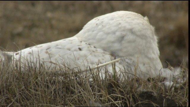 Snowy Owl - ML425366