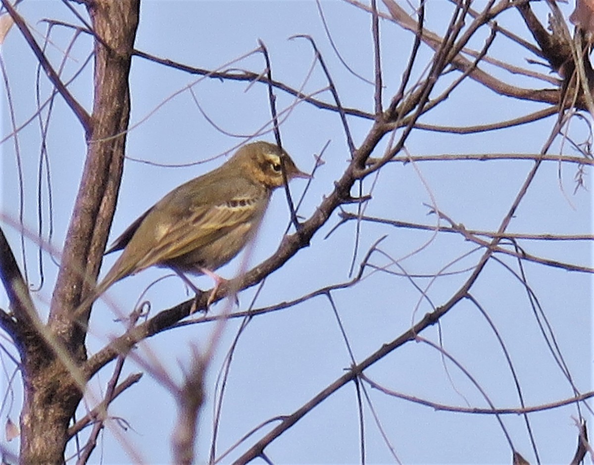 Olive-backed Pipit - ML425366231