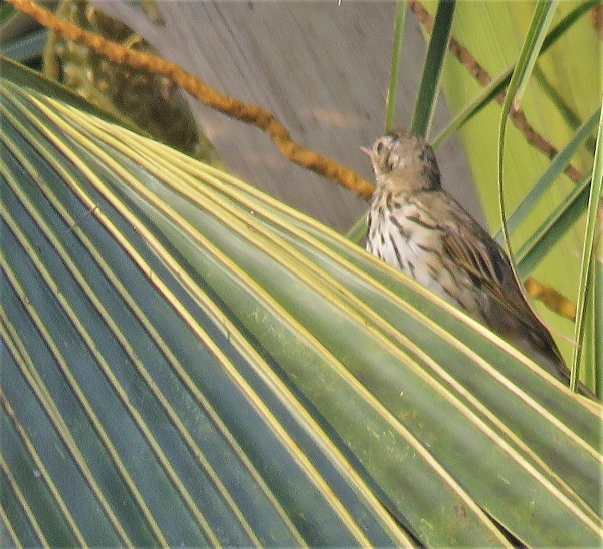 Olive-backed Pipit - ML425366261