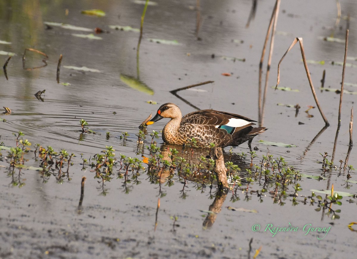 Indian Spot-billed Duck - Rajendra Gurung
