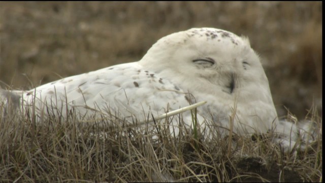 Snowy Owl - ML425367