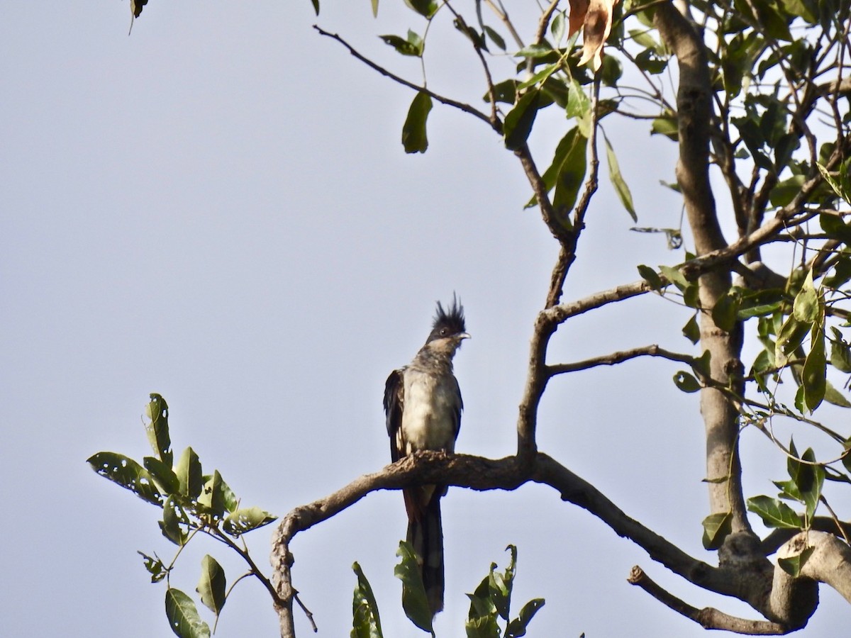 Pied Cuckoo - ML425367371