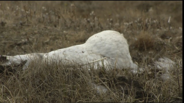 Snowy Owl - ML425368