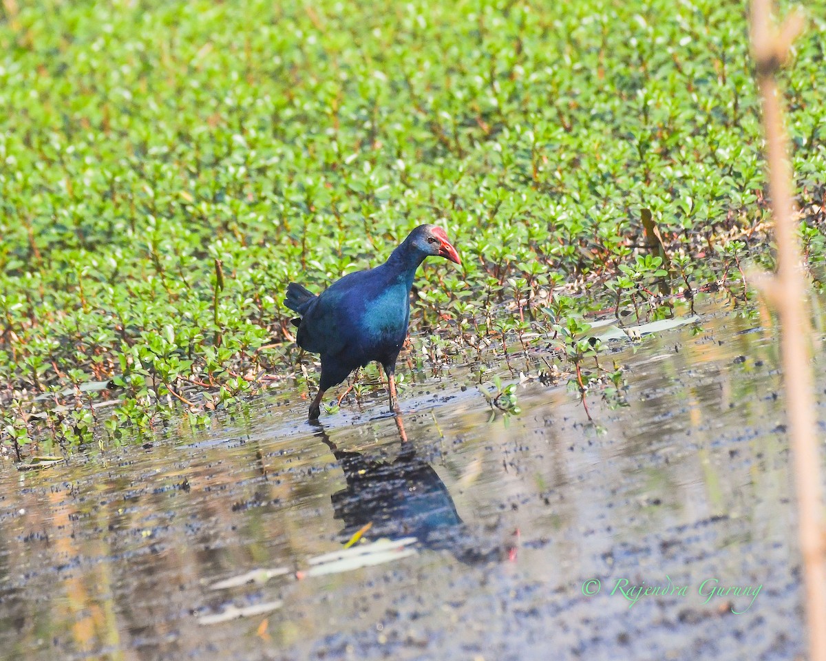 Gray-headed Swamphen - ML425368151