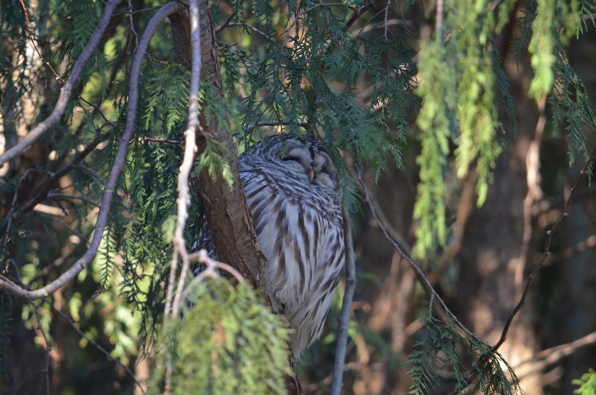 Barred Owl - ML42536981