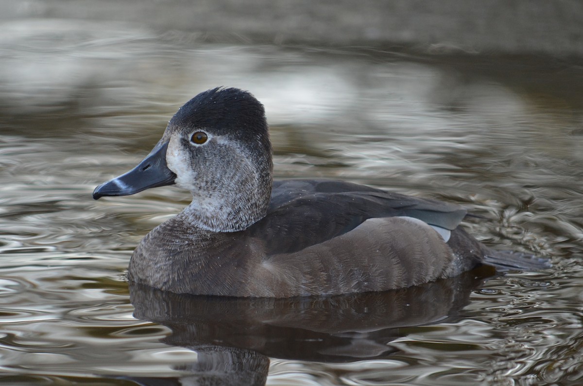 צולל צווארון - ML42537021