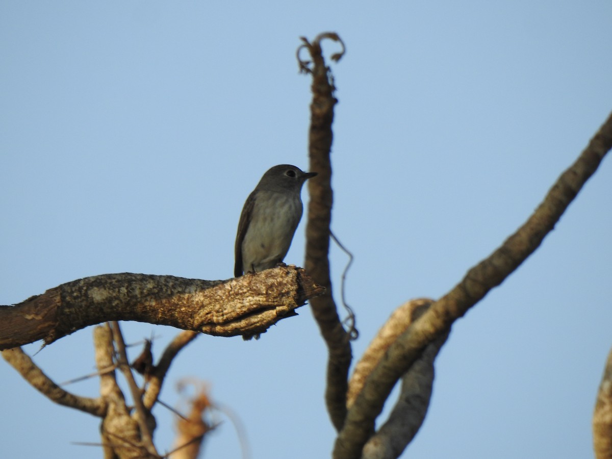 Asian Brown Flycatcher - ML425370671