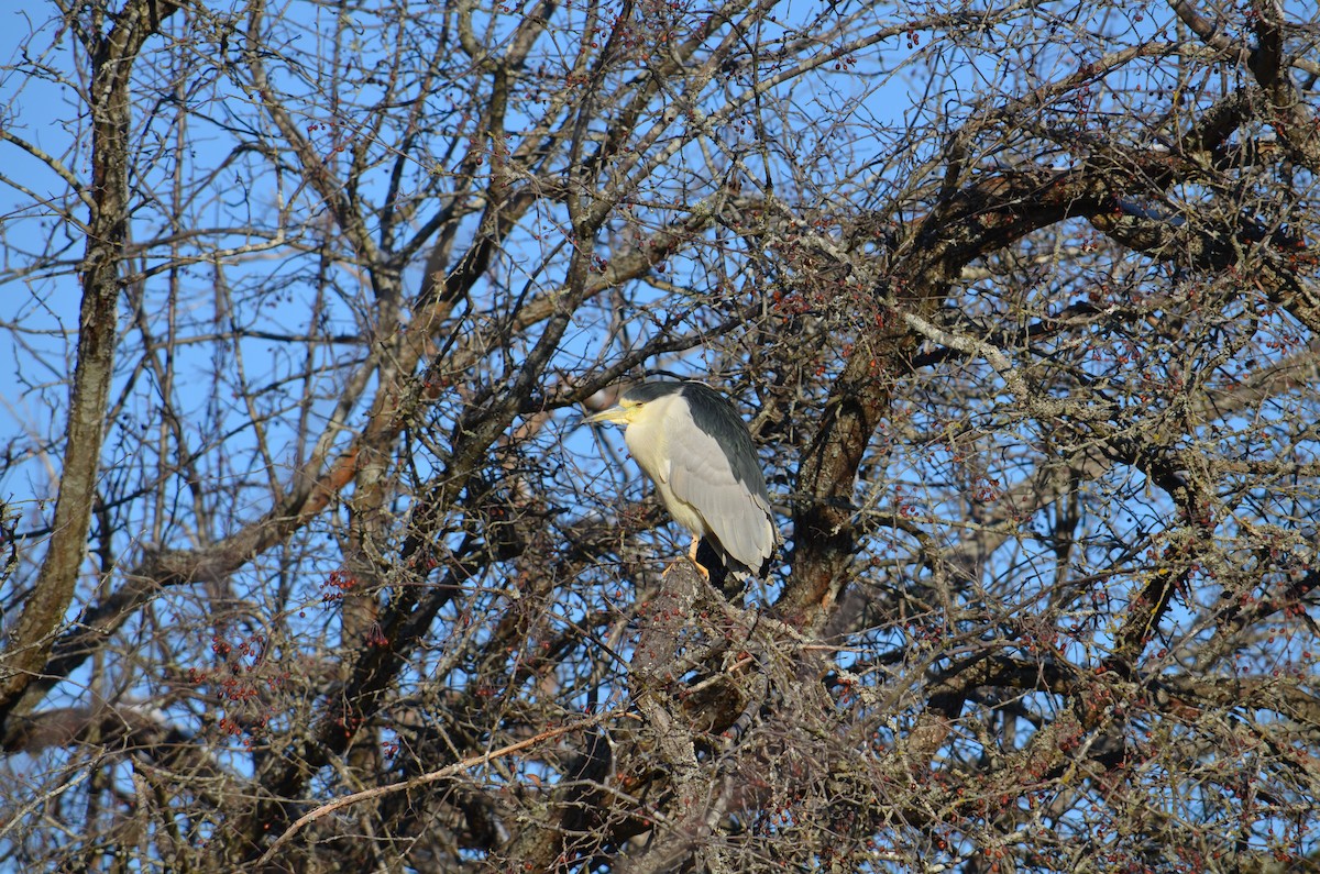 אנפת לילה - ML42537071