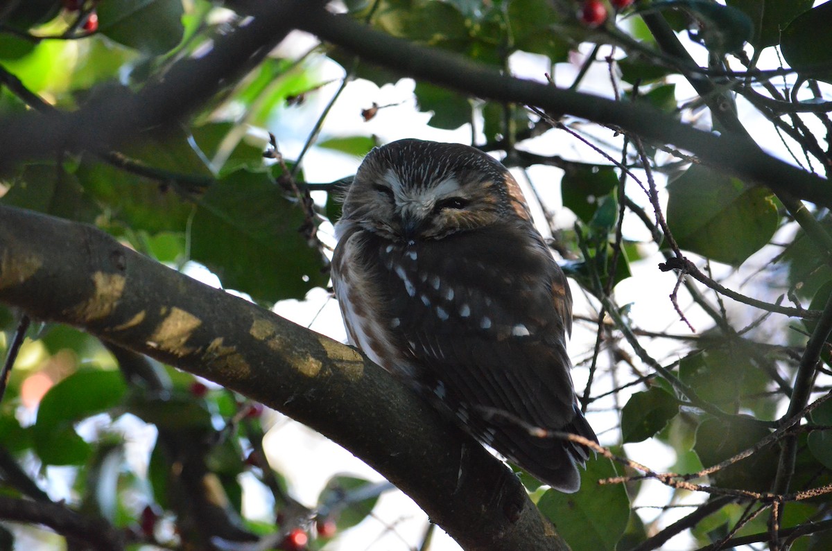 Northern Saw-whet Owl - ML42537091