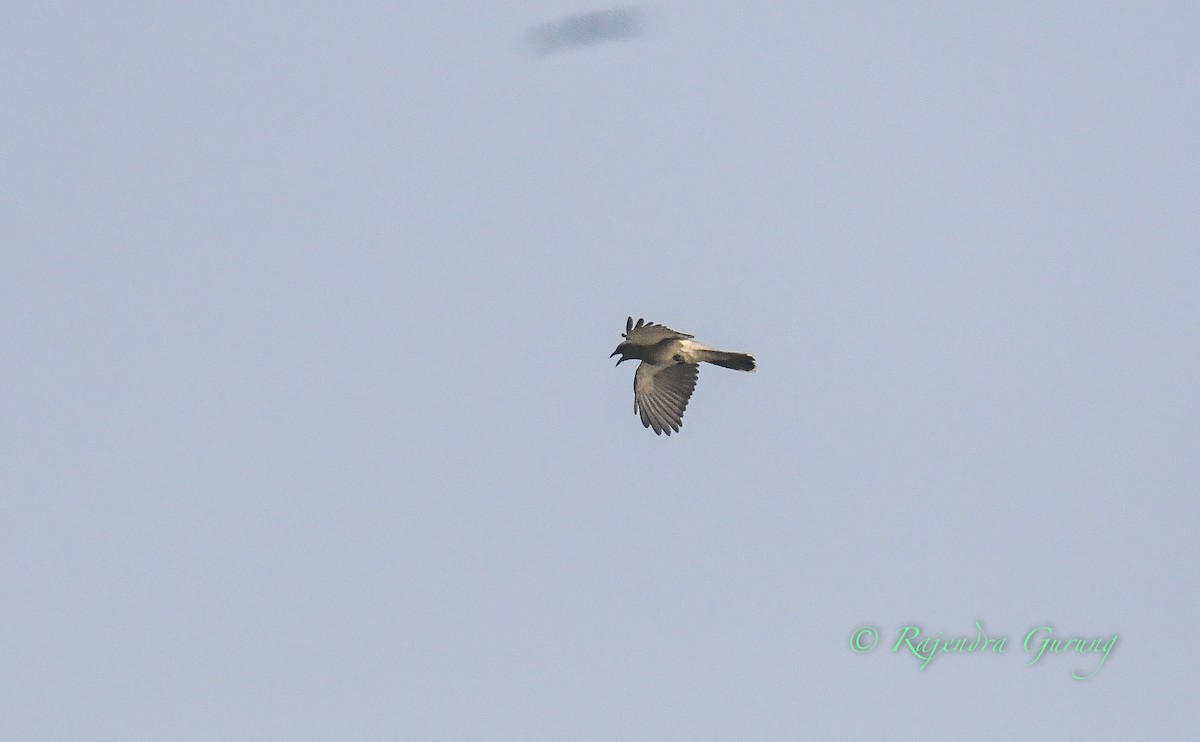 Large Cuckooshrike - ML425371041