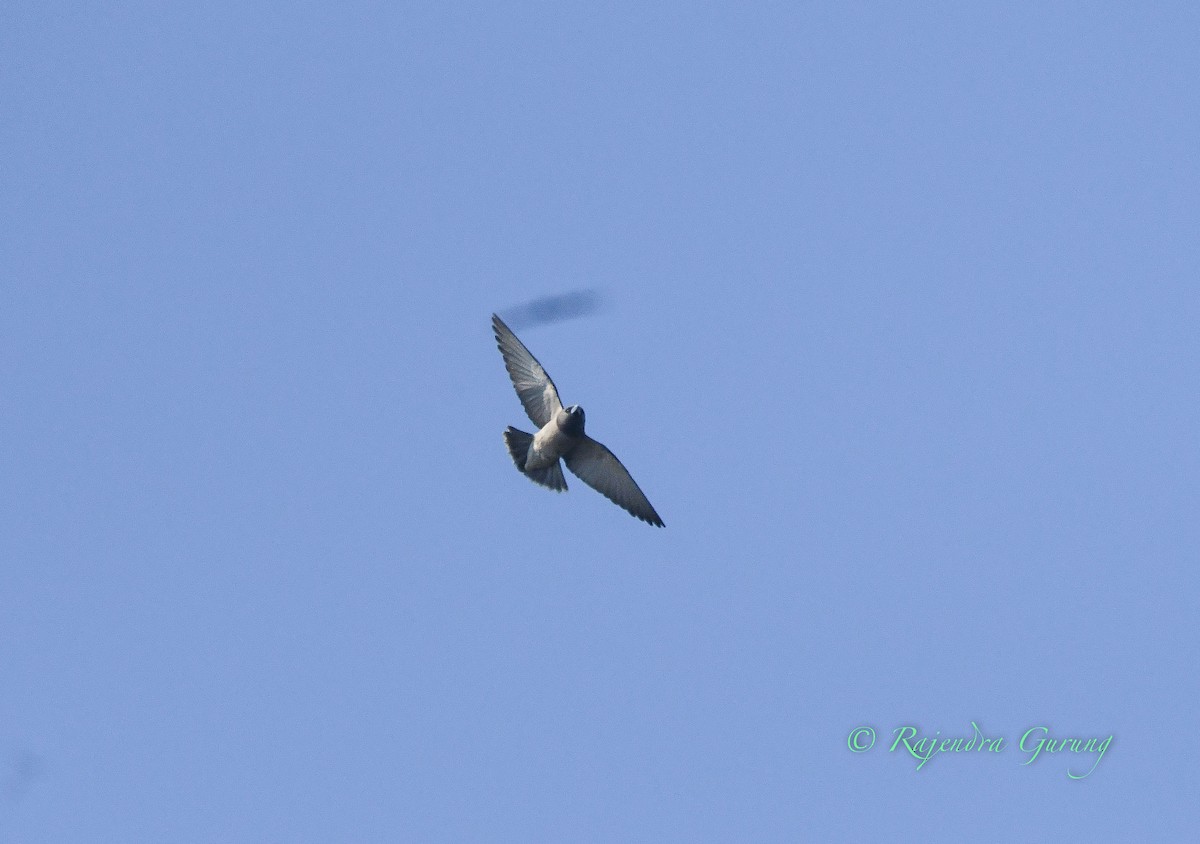 Ashy Woodswallow - ML425371101