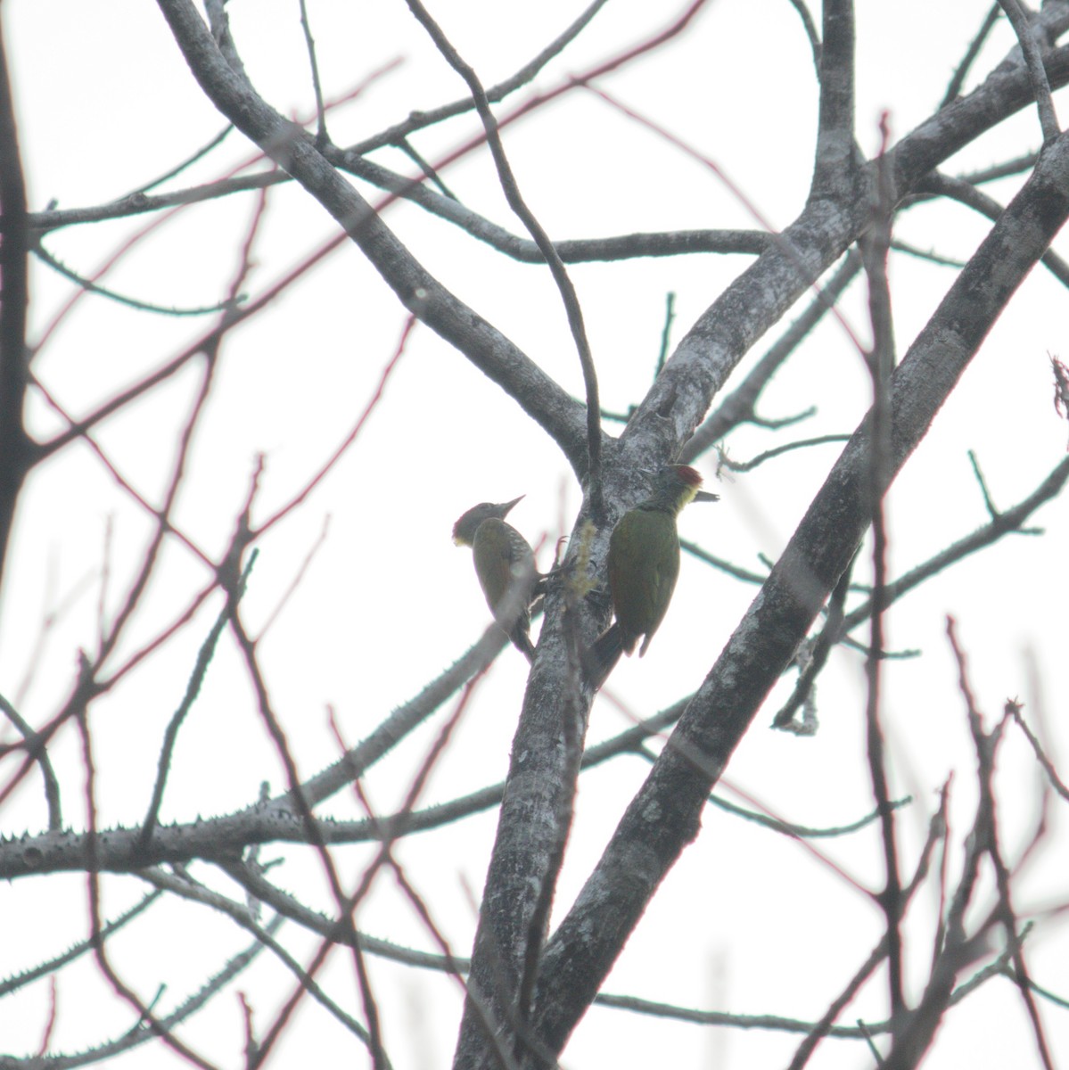 Lesser Yellownape - ML425372381