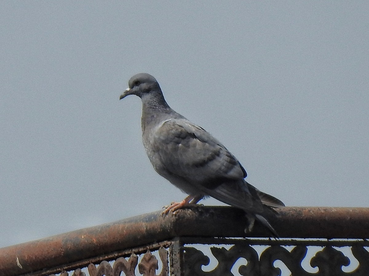 Rock Pigeon (Feral Pigeon) - ML425372501