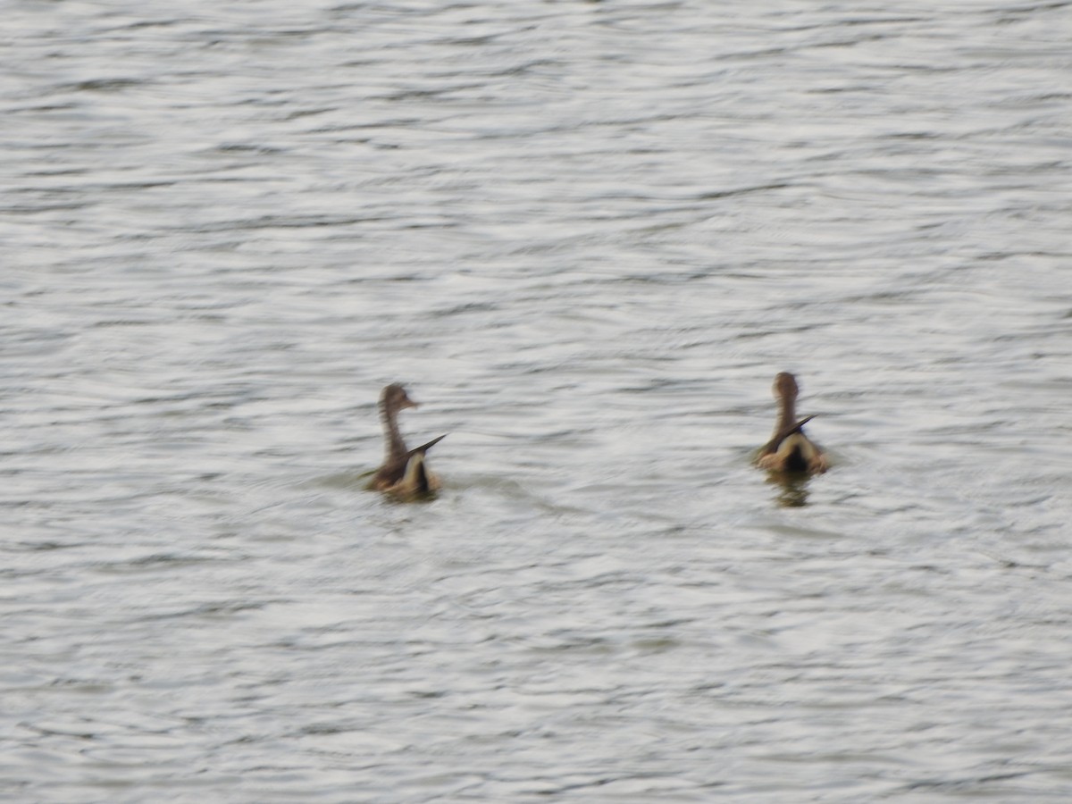 Gallinule poule-d'eau - ML425373741